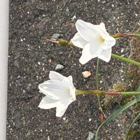 ハナニラの画像