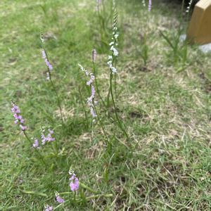 ネジバナ,芝生,ネジバナ（捩花）,ネジバナ 白,iphone14proの画像
