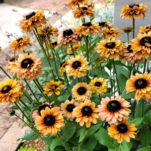 地植え,かわいいな♡,大好きなお花,成長が楽しみ,お花好きの画像