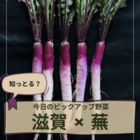 カブ,日野菜かぶ,伝統野菜,野菜遺産,野菜遺産PROJECTの画像