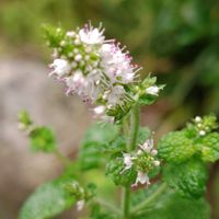 スペアミント,鉢植え,地植え,実家の庭,かわいい花の画像