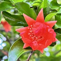 ザクロ,マタタビ,マタタビの花,今日のお花の画像