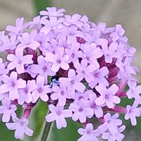 ヤナギハナガサ,ヤナギハナガサ,花のある暮らし,小さなお花,かわぃぃ。の画像