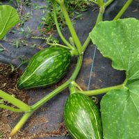 かぼちゃ,かぼちゃ·きぬごし,かぼちゃ·きぬごし,伝統野菜,たねからの幸せの画像