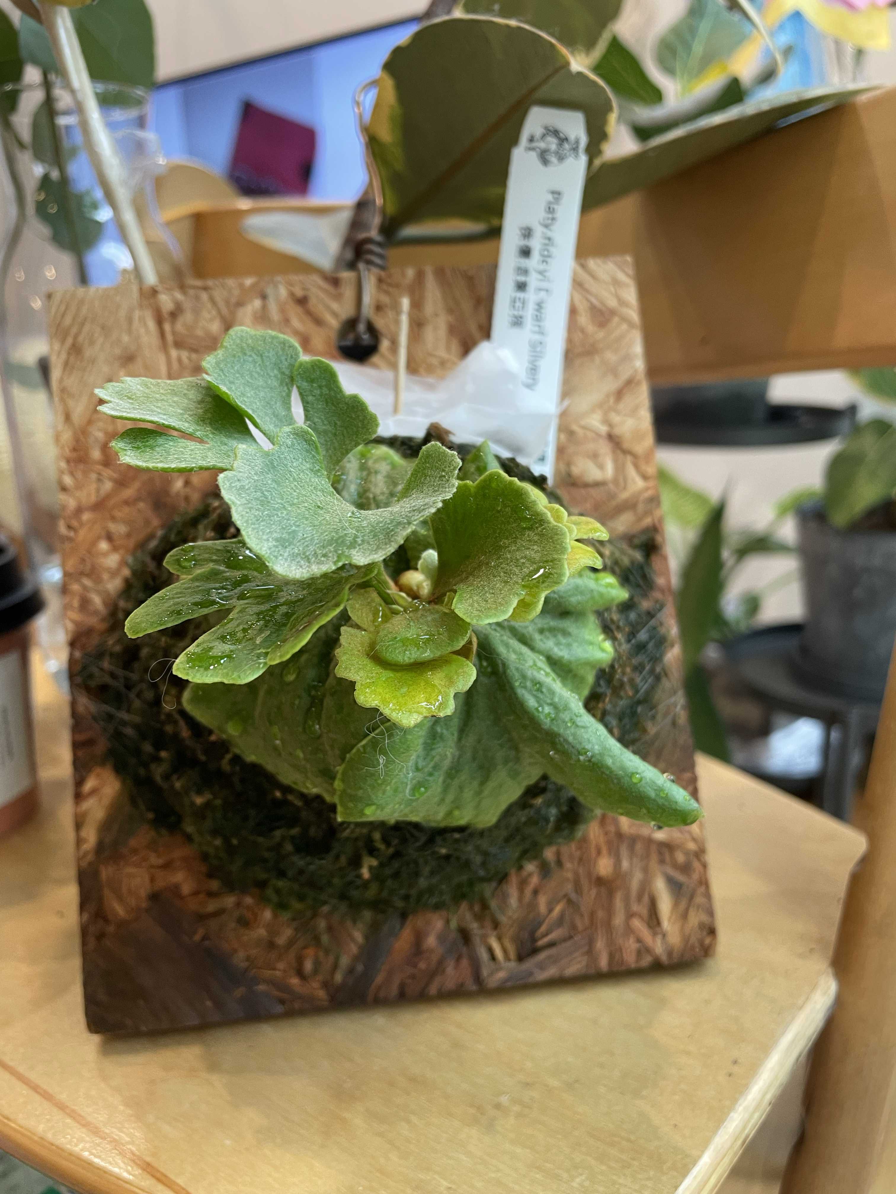 バクスポの貯水葉からの新芽 ビカクシダの森