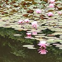 スイレン,花菖蒲,コウホネの画像