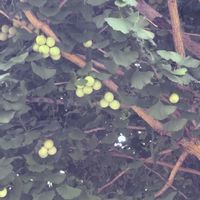 イチョウの画像