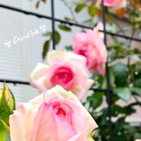 アサギリソウ,アサギリソウ,アジサイ,ニゲラ,ニゲラの画像