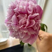 シャクヤクの画像