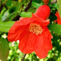 ザクロ,赤い花,実のなる木,今日のお花,木に咲く花の画像