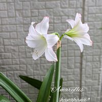 アマリリス,清楚なお花,綺麗,古道具のある暮らし,玄関内側の画像