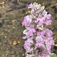 アジュガ,アジュガ ピンクライトニング,アジュガ　シルバークイーン,山野草,花のある暮らしの画像