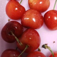 コンボルブルス,サクランボ,ミニトマト,胡蝶蘭,昼咲き桃色月見草の画像