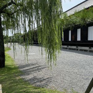 カリン,シダレヤナギ,三十三間堂,バラ科,ヤナギ科の画像
