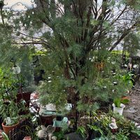 ジャノヒゲ(リュウノヒゲ),ぺぺロミア,雨の日の庭の様子,デッキのぺぺロミア,野鳥餌台の画像