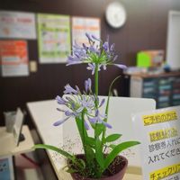 アガパンサス,アジサイ,アジサイ,エキナセア,カスミソウの画像