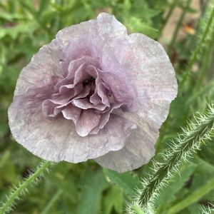 ピンクラベンダー,アスチルベ,白花ミツバシモツケ（ギレニア　トリフォリアタ）,フィリペンデュラ　レッドアンブレラ,ポピー アメイジング・グレーの画像