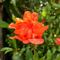 ザクロ,ザクロの花,ザクロの実♡,八重ザクロ,一重ザクロの画像