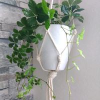 シュガーバイン,ハンキングの画像