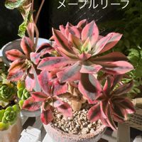 多肉植物,アエオニウム,メープルリーフの画像