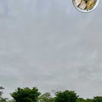 サクラ,サクラ,ペンタス,クスノキの画像