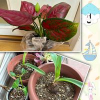 アマリリス,紫陽花,アグラオネマ,アズキのダイソーオネマ,アズキのアマリリスの画像