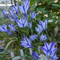 トリテレイア,トリテレイア(ブローディア),植えっぱなし球根,お花のある暮らし,お花に癒されての画像