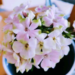 アジサイ,フロックス,紫陽花,ガクアジサイ,フロックス・シャーベットブレンドの画像