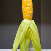 とうもろこし,トウモロコシ,家庭菜園の画像