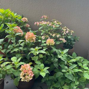紫陽花,剪定の画像