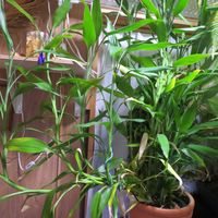 ドラセナ・サンデリアーナ,ラッキーバンブー,観葉植物,癒し,インテリアグリーンの画像