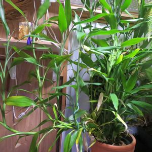 ドラセナ・サンデリアーナ,ラッキーバンブー,観葉植物,癒し,インテリアグリーンの画像