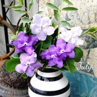 ニオイバンマツリ,バンマツリ,可愛い,庭の花,癒しの画像