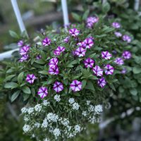 アリッサム,ペチュニア,ペチュニア,ガーデニング,花のある暮らしの画像