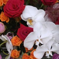 鉢植え,ガーデニング,お祝い花,おめでとう,植え込みの画像
