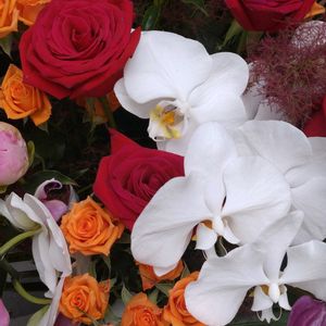 鉢植え,ガーデニング,お祝い花,おめでとう,植え込みの画像