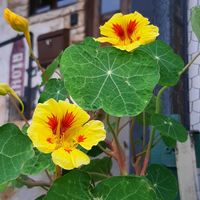 キンレンカ,ナスタチューム,発芽☆,ナチュラルガーデン,お花のある生活の画像