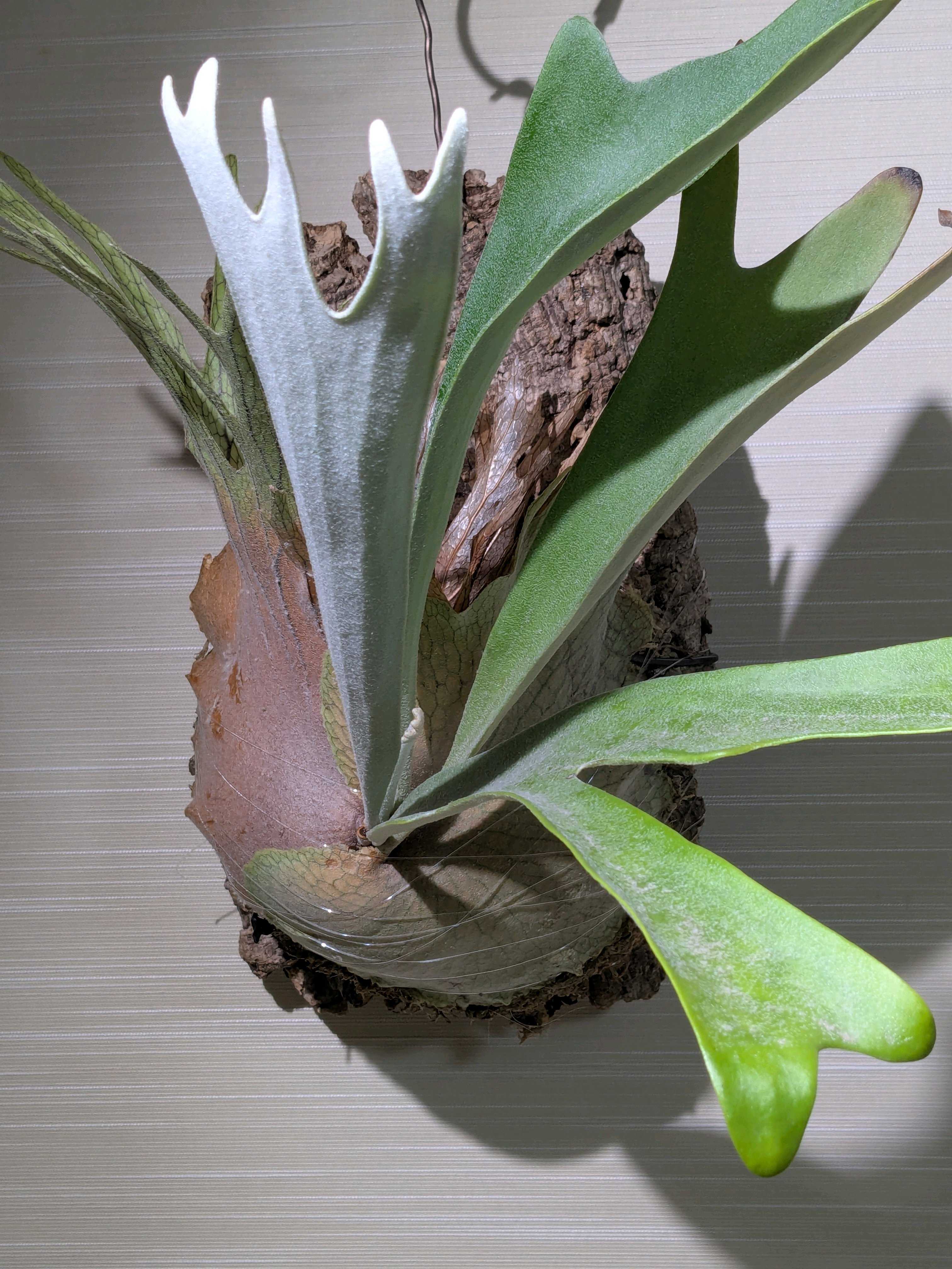 フーンシキ ビカクシダの森