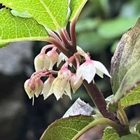 ヤブコウジ,常緑低木,花木,実物,お散歩中の画像