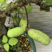 アケビ,庭の画像