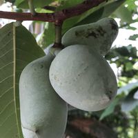 ポポー,庭の画像