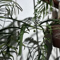 エバーフレッシュ,花芽,キッチンの画像