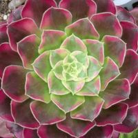 七福神,多肉植物,葉挿し,多肉寄せ植え,アエオニウムの画像