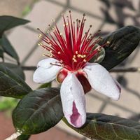 フェイジョア,フェイジョア（クーリッジ）,フェイジョアの花,玄関の画像