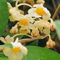 モッコク,モッコク,モッコクの花,モッコクの花,モコのみどりのまとめの画像