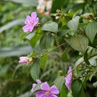 ノボタン,花のある暮らし,沖縄,ピンクワールドへ ようこそ,木曜日は木に咲く花の画像