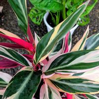 マドカズラ,ストロマンテ・トリオスター,観葉植物,お迎えしました,多様性を愛する会の画像