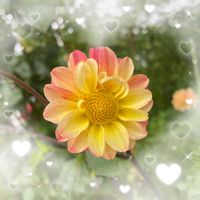 皇帝ダリア,ダリア,フユシラズ,ミツバ,アカツメクサの画像