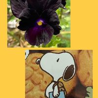 アサギリソウ,パンジー,花のある暮らし,お花大好き♡,木曜モフモフの画像