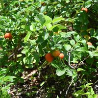 ハマナス,ハマナス,果実,花散歩,筑波実験植物園の画像